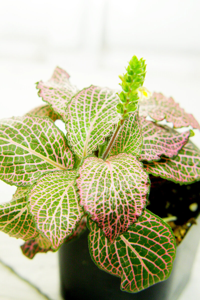 Цветок фиттонии. Сорт 44. Фото автора