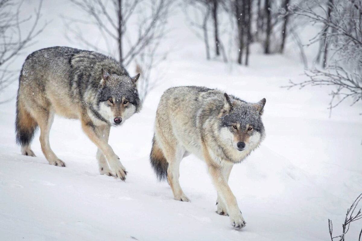 Фото из открытых источников.