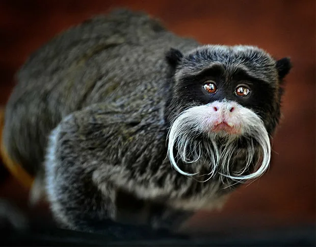 Твоё лицо, когда отрастил усики, но никакой пропуск ты так и не получил. 