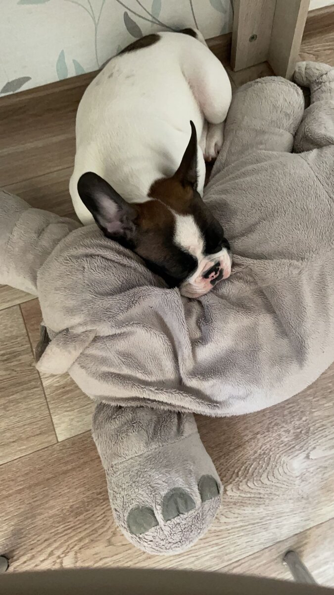 Спит на слоне под столом, пока я работаю.