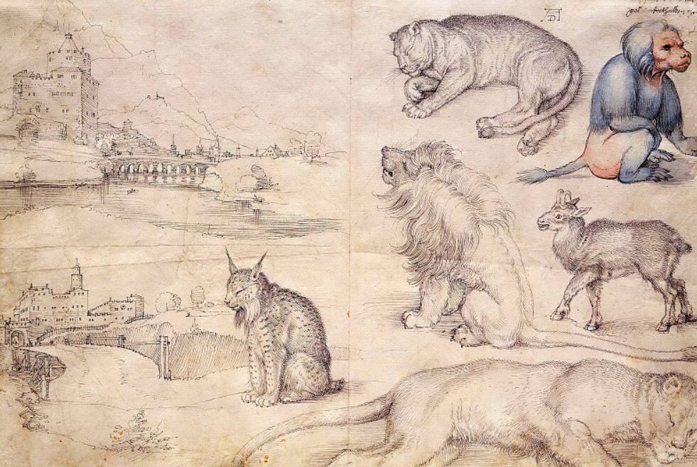 Этюды пейзажей и животных, Дюрер