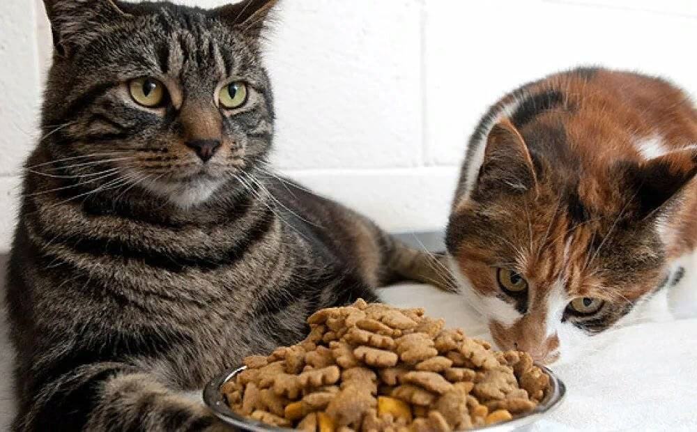 Кошка плохо ест корм. Корм для кошек. Еда для кошек. Кот делится едой. Кот ест корм.