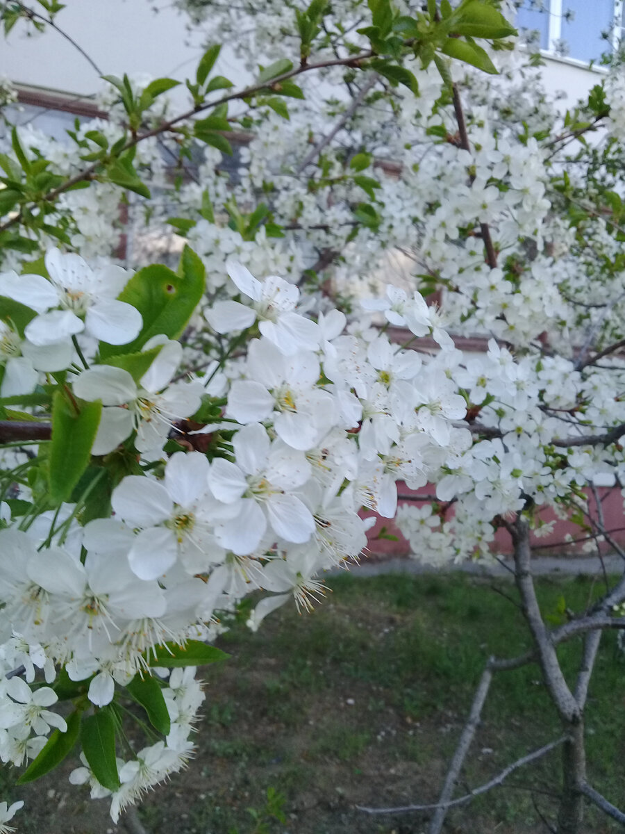 Вишня в цвету