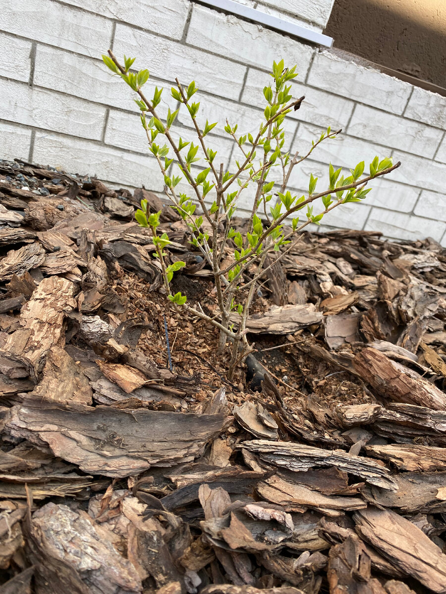 Эту гортензию я покупала в питомнике у девушки, которая занимается цветами.