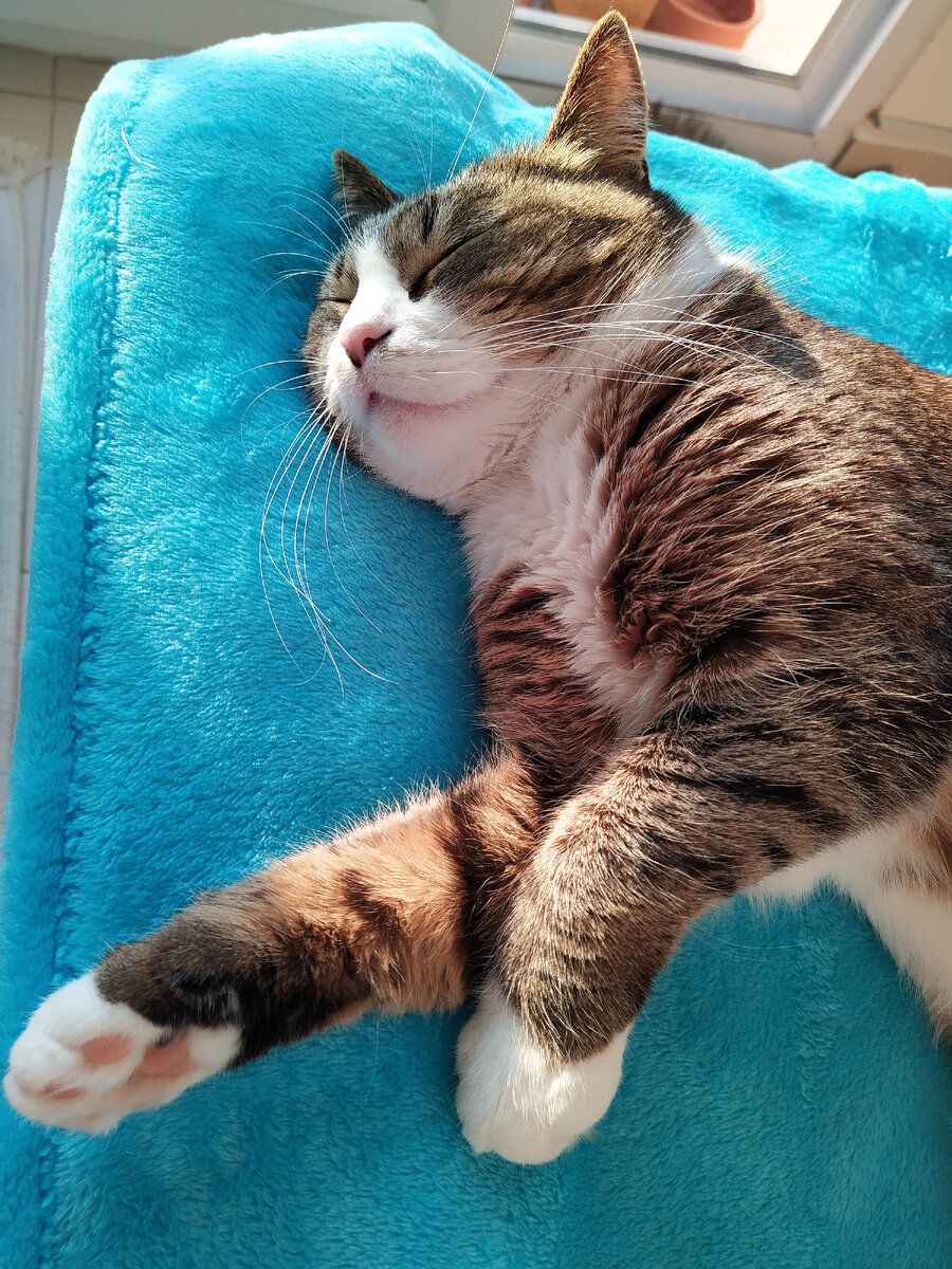 Ночью столько дел надо переделать, а днём тискать начинают... Когда отдыхать-то? (Все фото в статье мои)