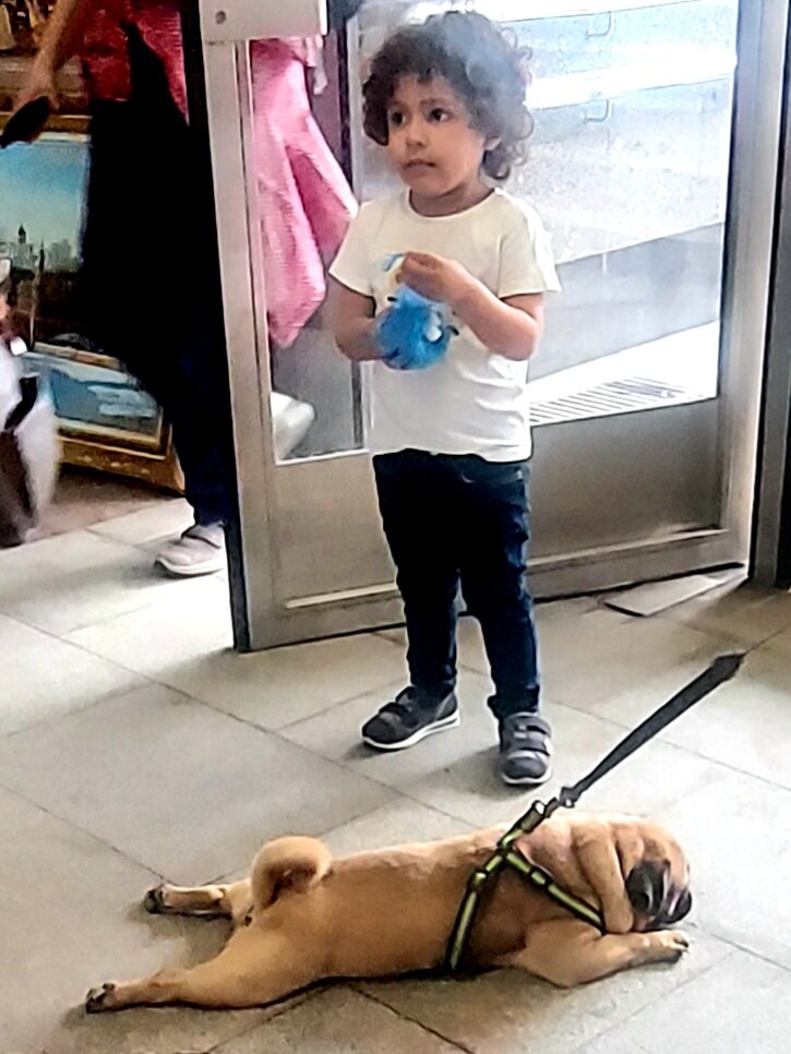 Не пойду!!!!!!#жара #собака #юмор #смешно 