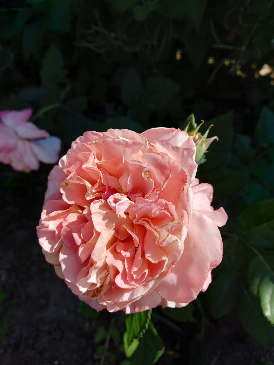 Августа Луиза