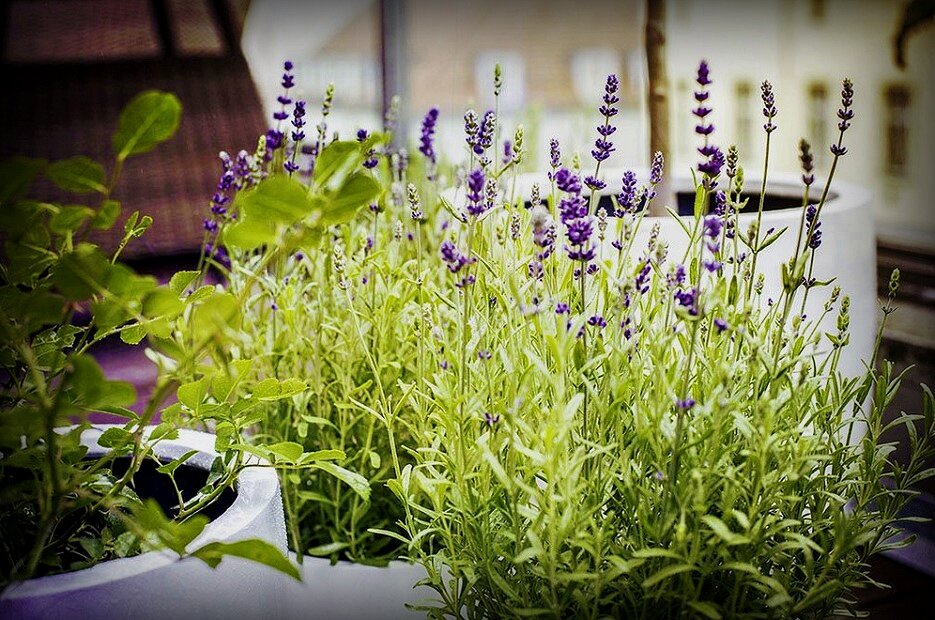 Фото – frankskleinergarten.de 