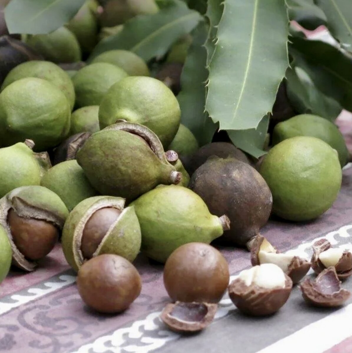 Макадам. Орех макадамии. Macadamia integrifolia. Макадамия орех дерево. Кахин орех.