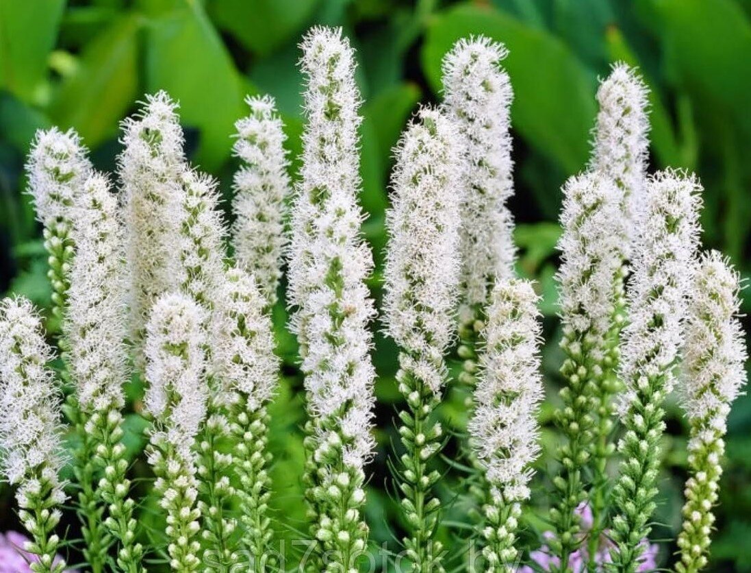 Лиатрис колосковый (Liatris spicata)