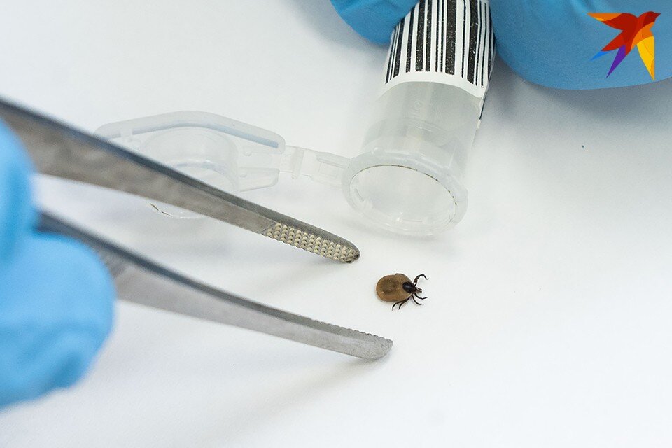     Отмечается, что обращаемость в медицинские организации области по поводу укусов клещей не превышает среднемноголетних значений. Юлия ПЫХАЛОВА