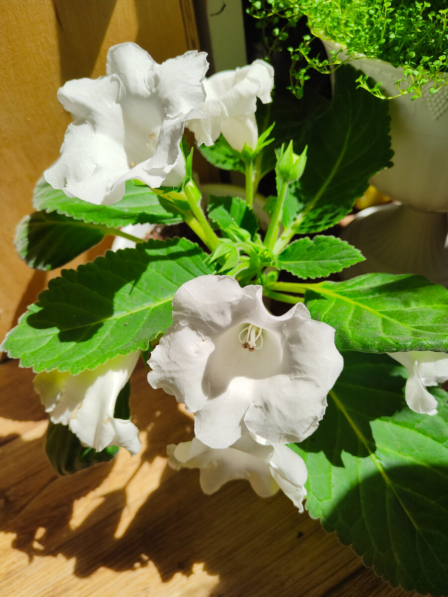 Императрица. Цветки на длинных цветоносах и куст более крупный