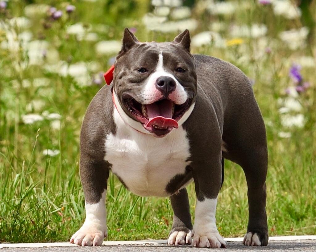 Хорошей собаки, как и хорошего человека должно быть много! 😉 