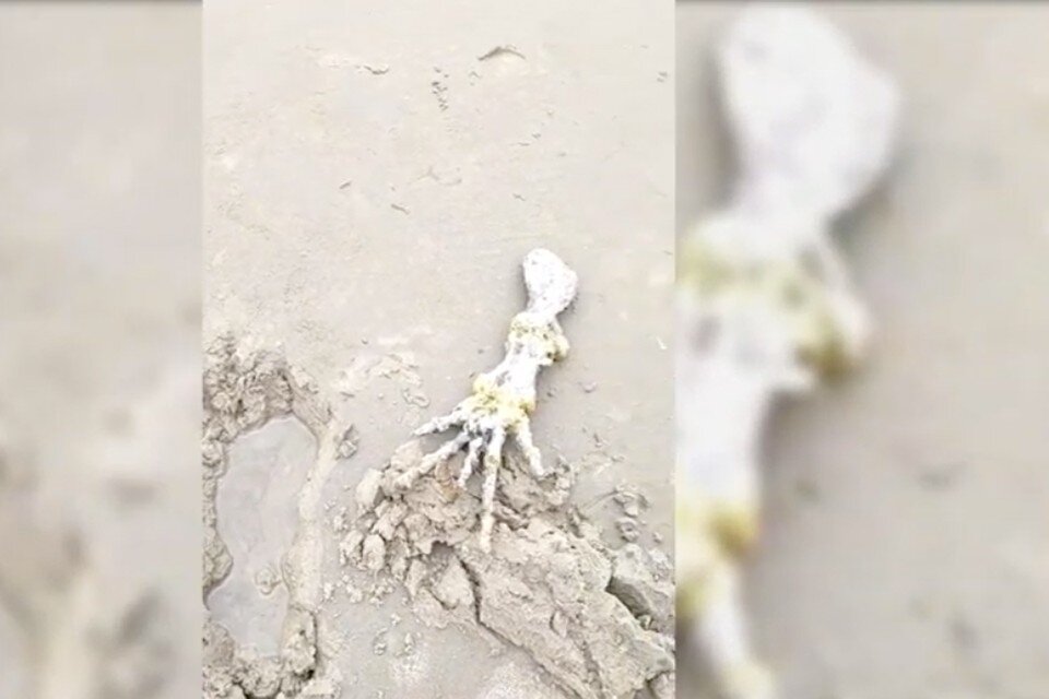     Крупные кости, похожие на гуманоидные, дали основание предполагать, что это останки инопланетянина