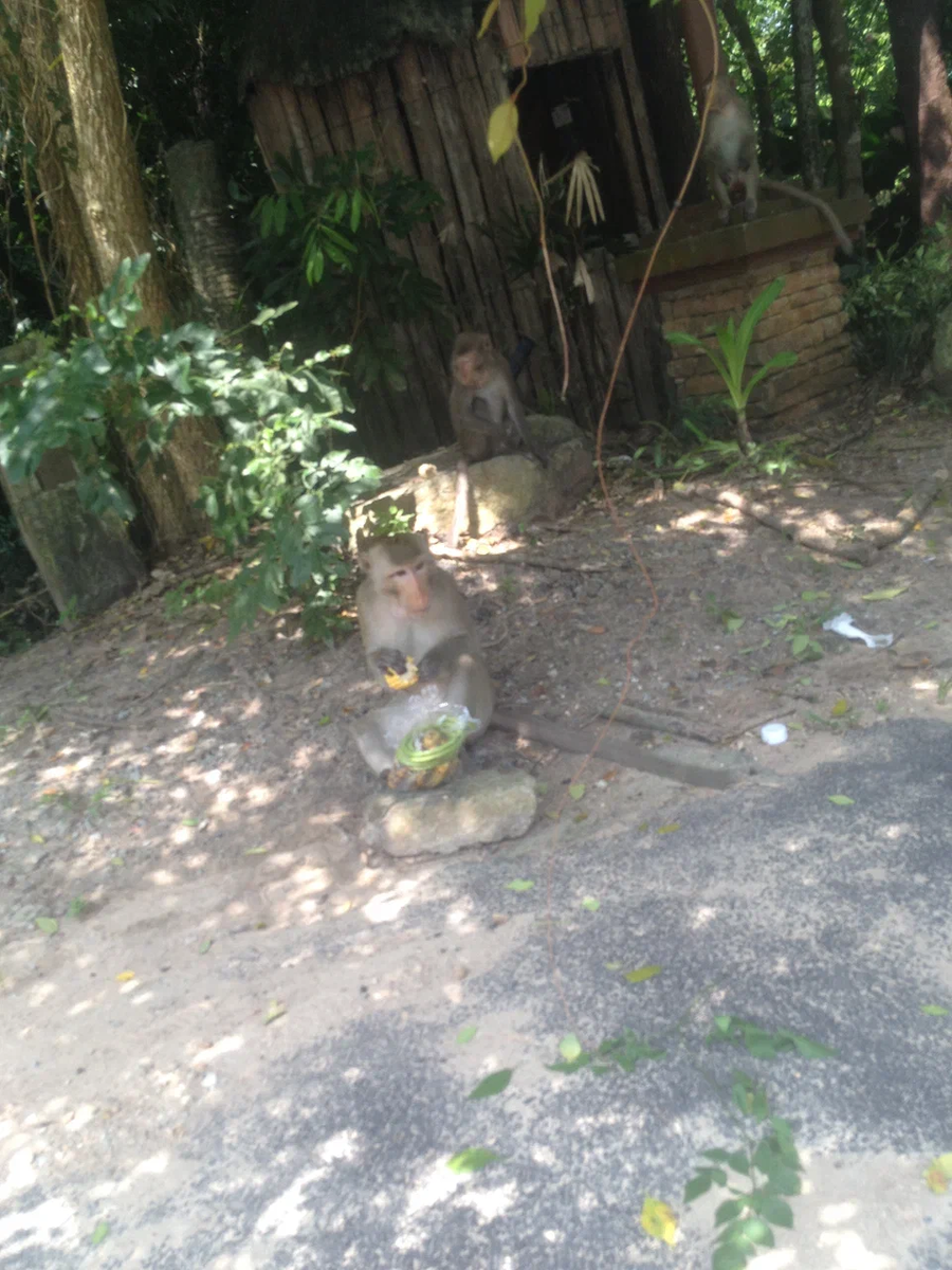 Привет, друзья! Сегодня я хотел бы рассказать вам о нашем удивительном путешествии в Таиланд и о том, как мы столкнулись с невероятным событием - обезьяны в открытом зоопарке украли наш пакет с кормом.-2