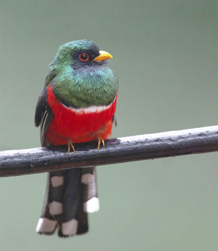 Масковый трогон