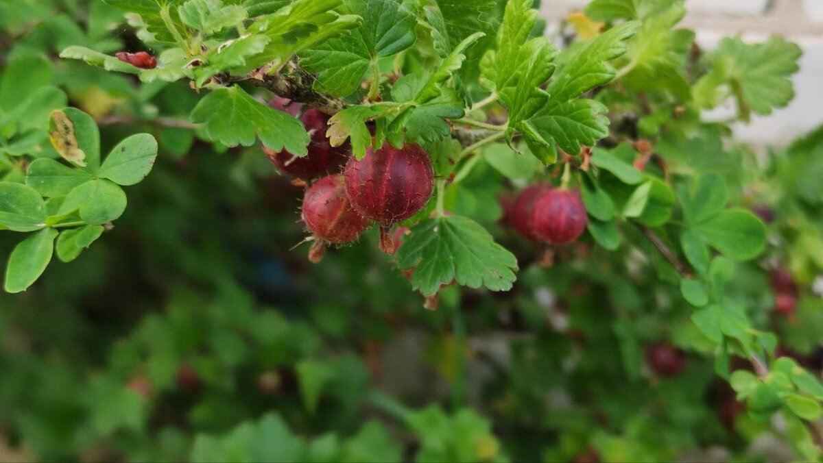 Крыжовник польза и вред