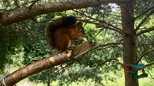 О маленьком вечном двигателе 🐿️ и танце под открытым небом