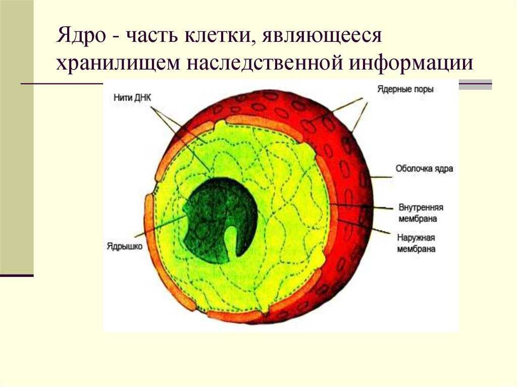 Строение ядра эукариотической клетки презентация 10 класс