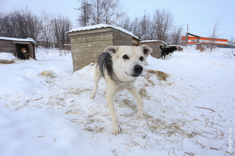    Об этом сегодня сообщил мэр Вадим Германов. В этом году в Череповце отловят и стерилизуют 398 бродячих собак и 68 кошек. Источник: https://cherinfo.ru/news/129328-v-cerepovce-otlovat-466-brodacih-kosek-i-sobak