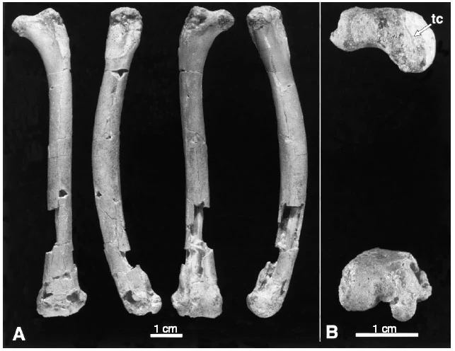 А это уже мадагаскарская ворона