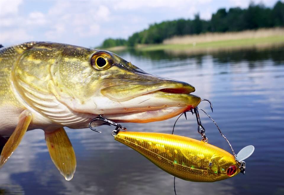 Фото с сайта: https://novikovnn.ru