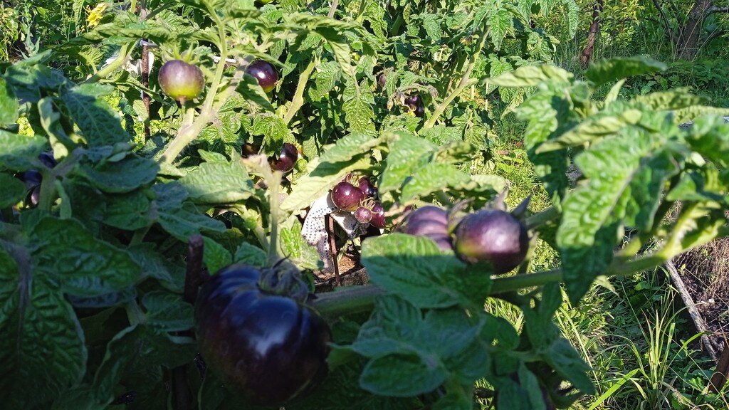 26 июля 2023 года. Антоциановый гном в полоску.