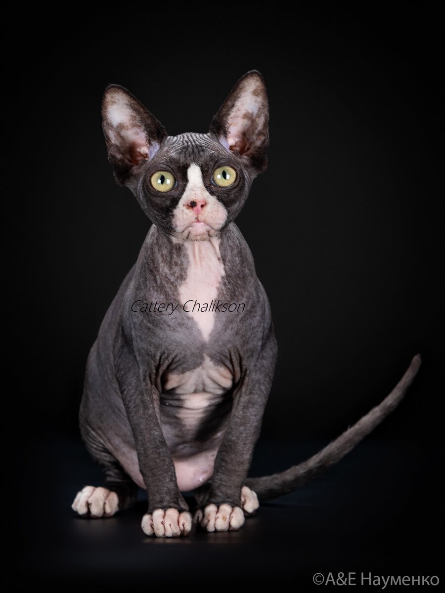Chalikson West-сфинкс в современном типе, рождена в питомнике ЧАЛИКСОН