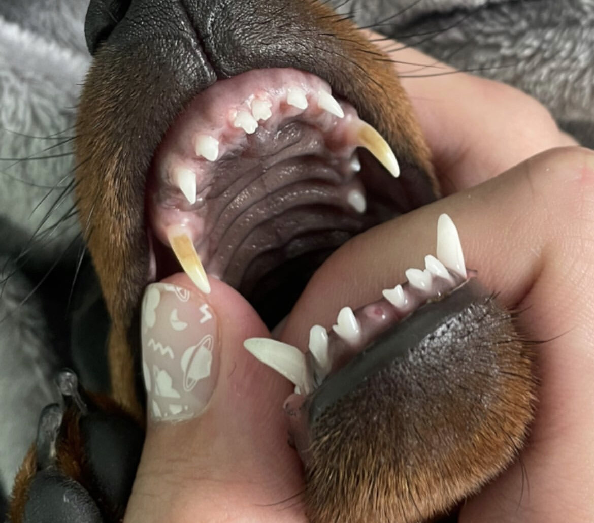 Первый выпавший нижний резец