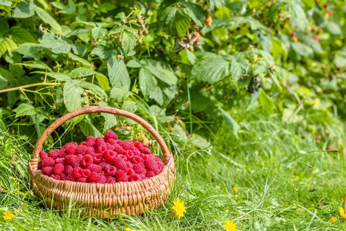 Картинки кусты с малиной