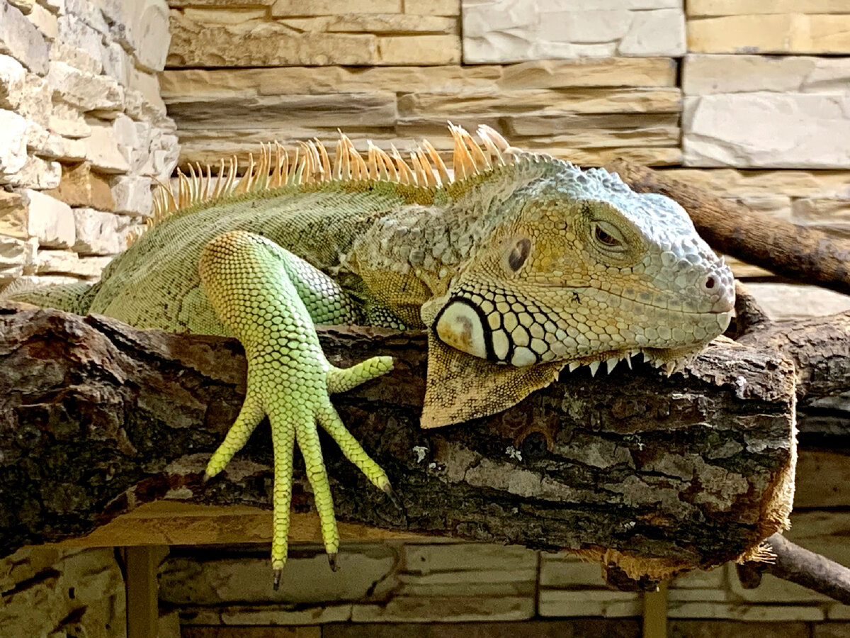Красавец!