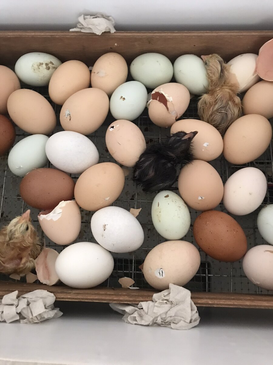 Последыши этого года