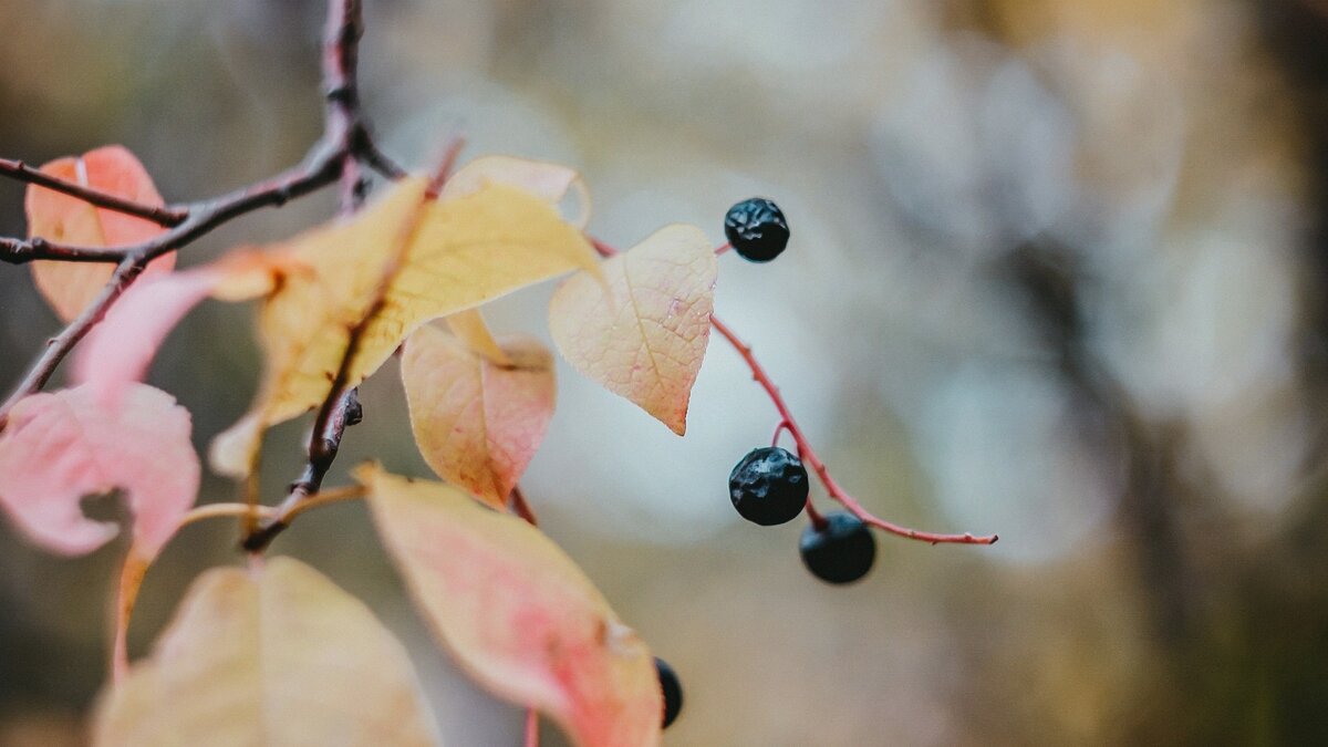     Это растение часто вызывает разные мнения у людей. Некоторые считают его ядовитым и не представляют, что его ягоды на самом деле вкусны и полезны для здоровья. Черемуха является близким родственником вишни и сливы.