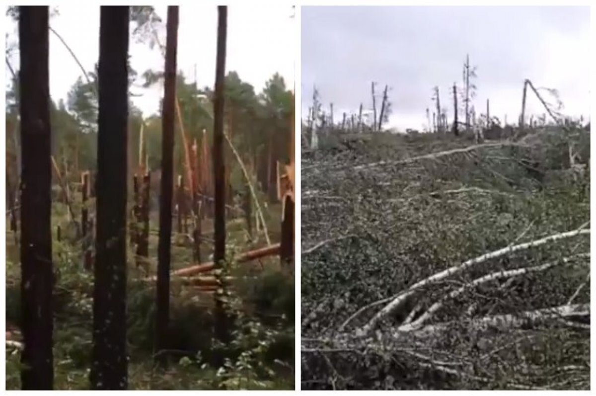    Мощный ураган снёс целые рощи в лесу под Новосибирском