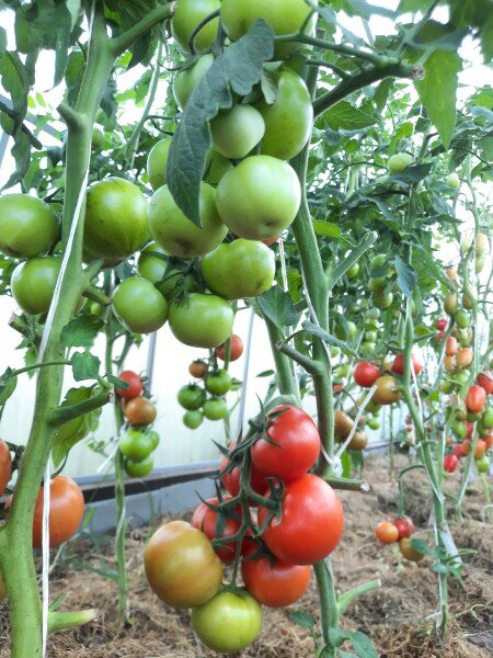 Плоды гибридов калиброванные. Хоть сейчас в ящик и на базар.