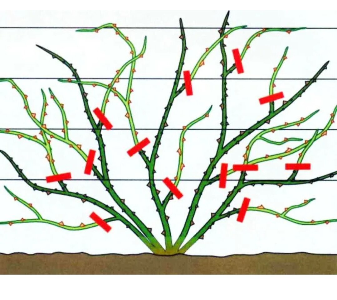 Как правильно обрезать розы. Плетистая роза формировка куста. Осенняя обрезка плетистых роз осенью. Плетистая роза обрезка осенью. Схема обрезки плетистых роз весной.