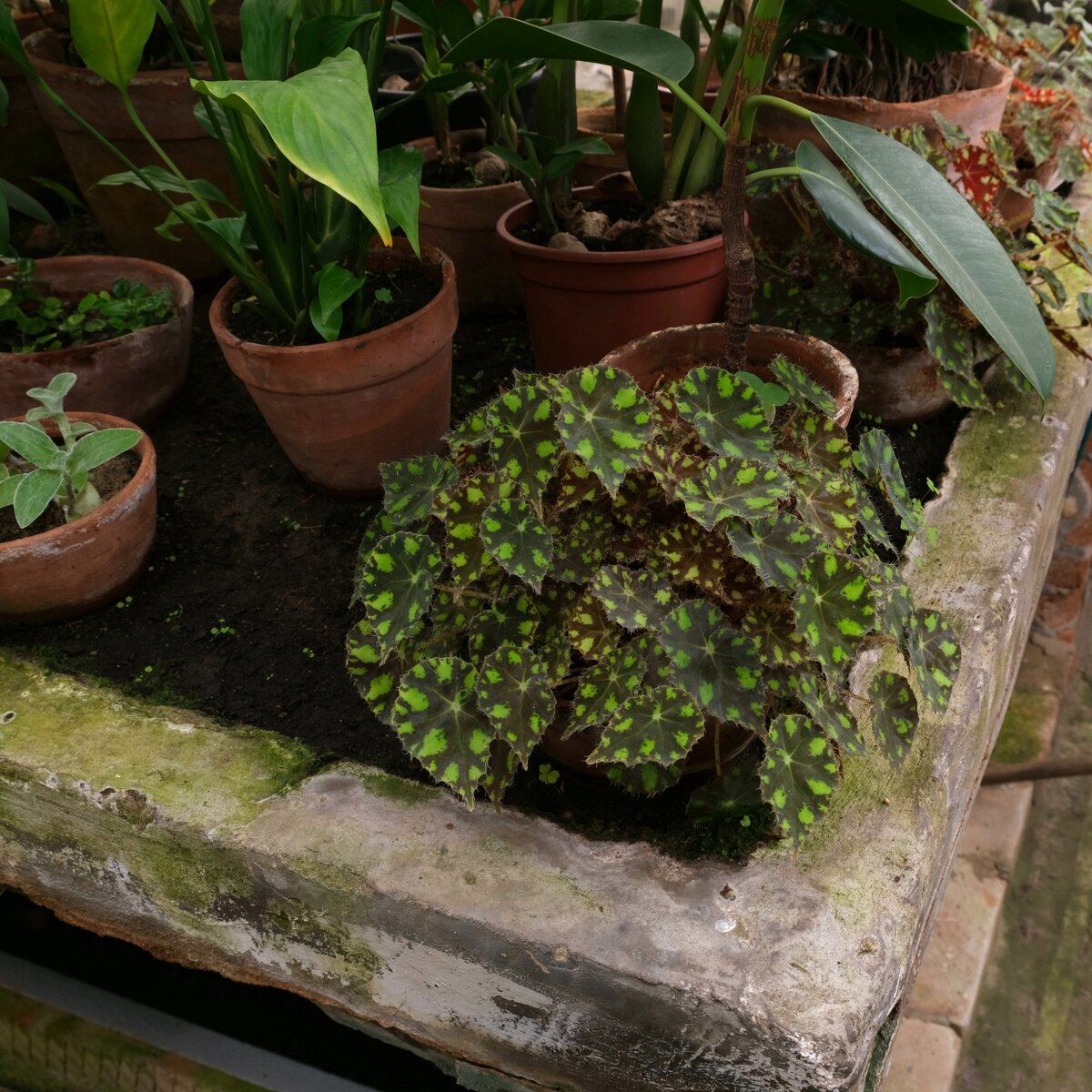 Бегония Бауэра или тигровая (Begonia Bowerae)