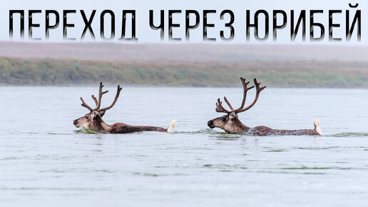 Как оленеводы переходят самый сложный участок – реку Юрибей | Специальный репортаж