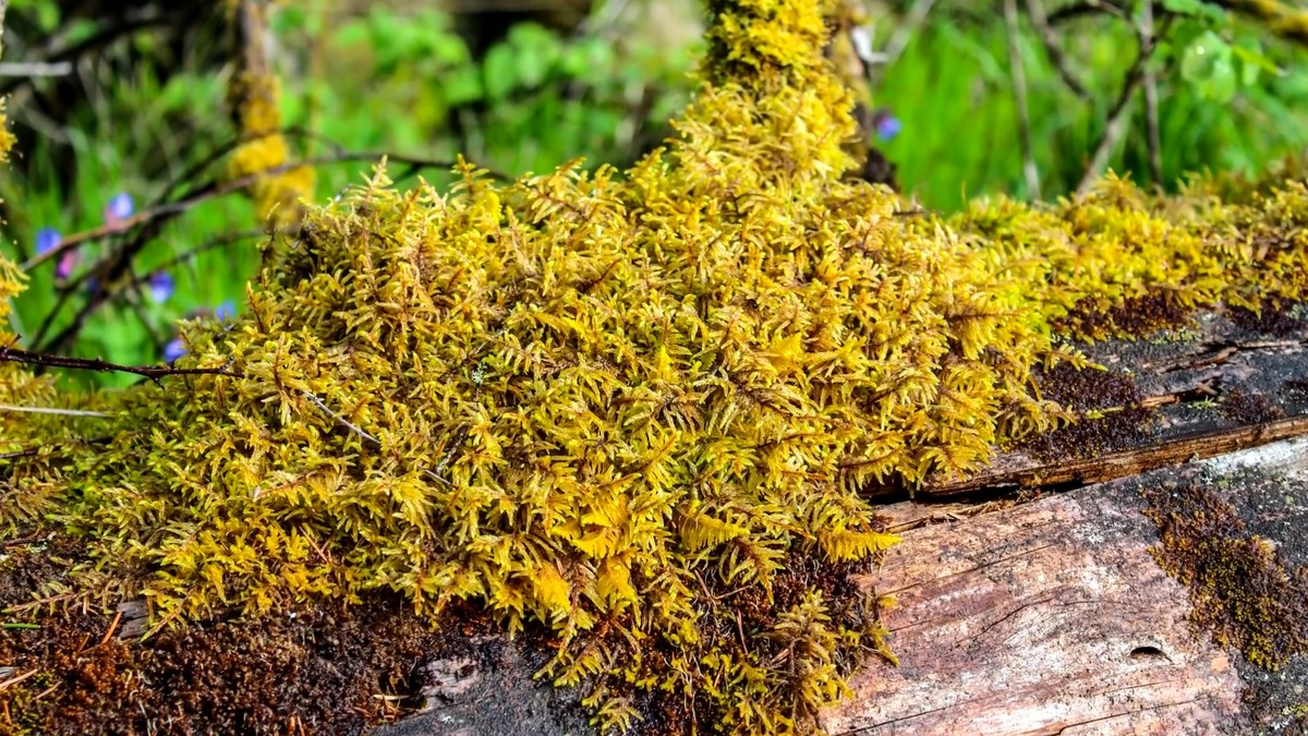 Этот мох вы точно найдете в любом лесу
