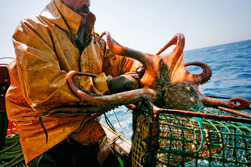 File:Octopus ocellatus (catch).jpg - Wikipedia