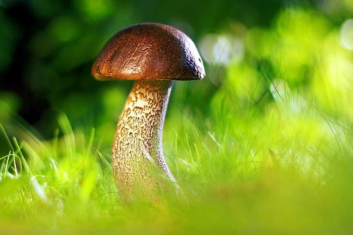 https://cdn.pixabay.com/photo/2018/08/06/16/30/mushroom-3587888__340.jpg