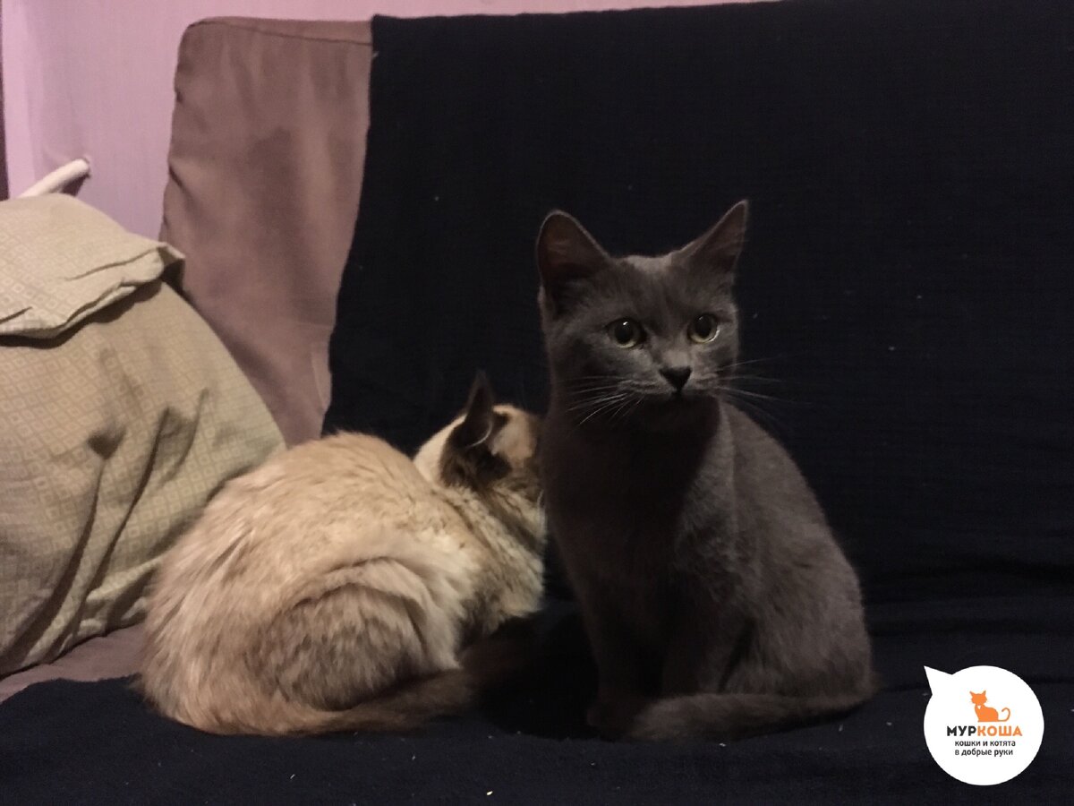 Первая ночь дома у волонтёра, в тепле и сытости 