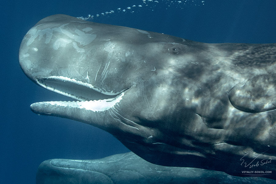 Китообразные Кашалот. Кашалот это зубатый кит. Кашалот кит убийца.
