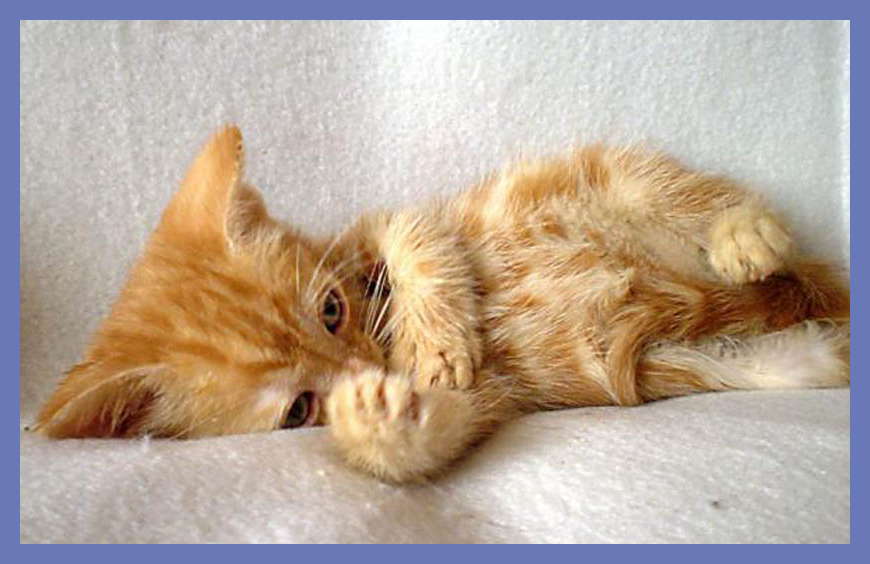 Это не Лёвушка (фото взято из открытых источников), но мой рыжий пушистик тоже лежал "тряпочкой" и смотрел на мир полными страдания глазами...