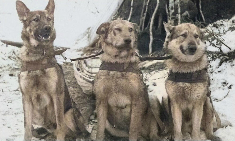 Служебные собаки Карельского фронта.