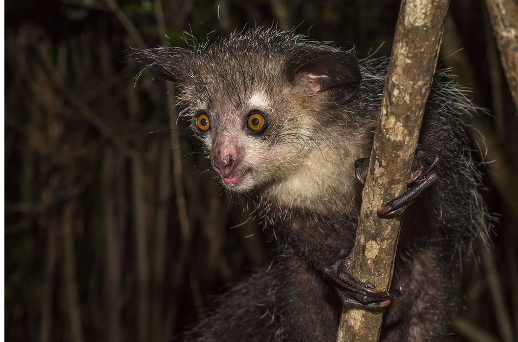 По мордашке Волан-де-Морт по лапам Фредди Крюгер