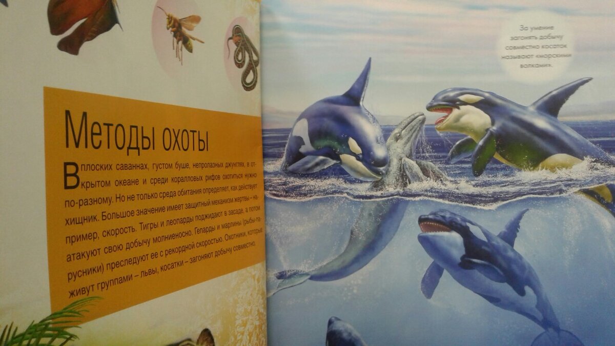 магазин фикс прайс, новинки, товары для детей, книги, энциклопедия