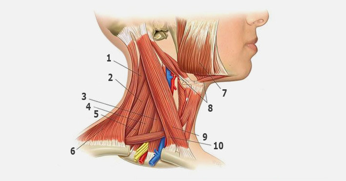После зала болит шея