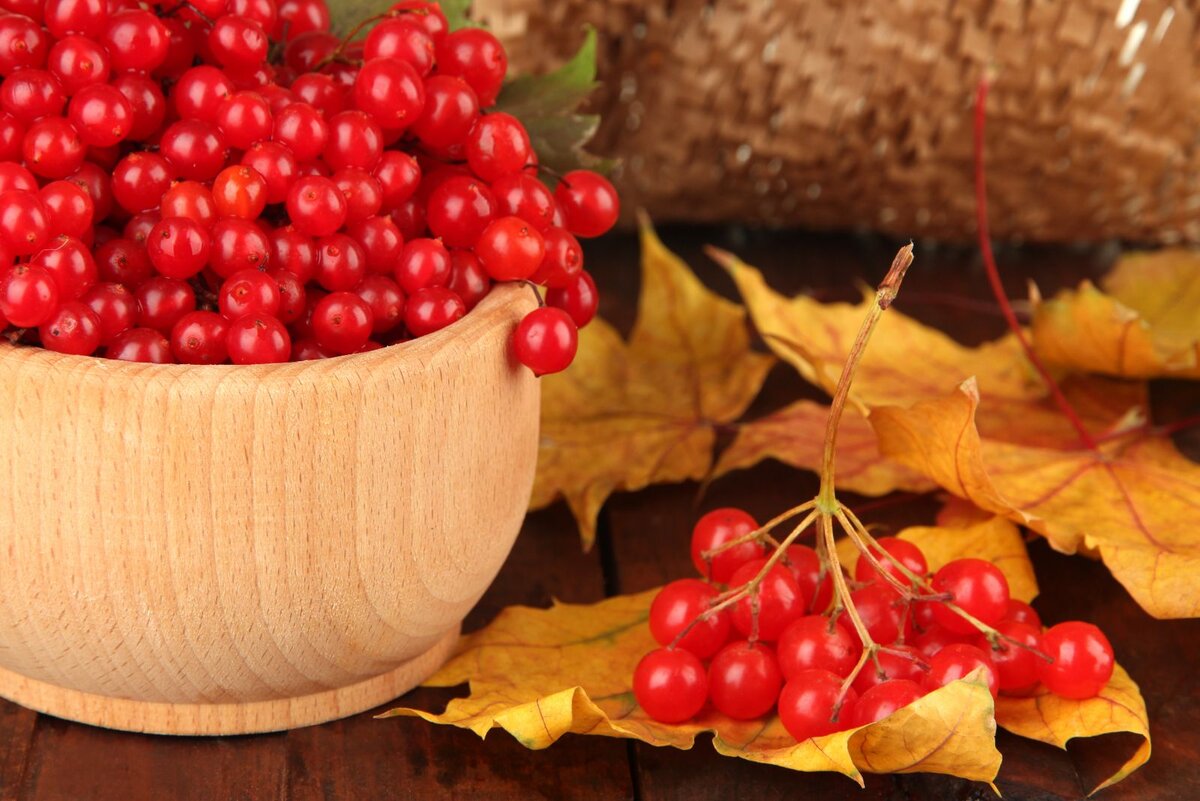 Калина красная – самая полезная ягода ноября. Польза и как правильно применять