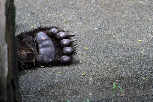 https://cdn.pixabay.com/photo/2016/07/15/12/39/bear-foot-1518860__340.jpg